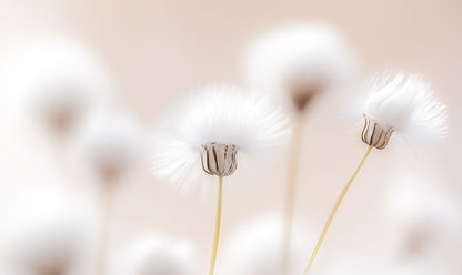 Soft Dandelion Whisper Mural Wallpaper