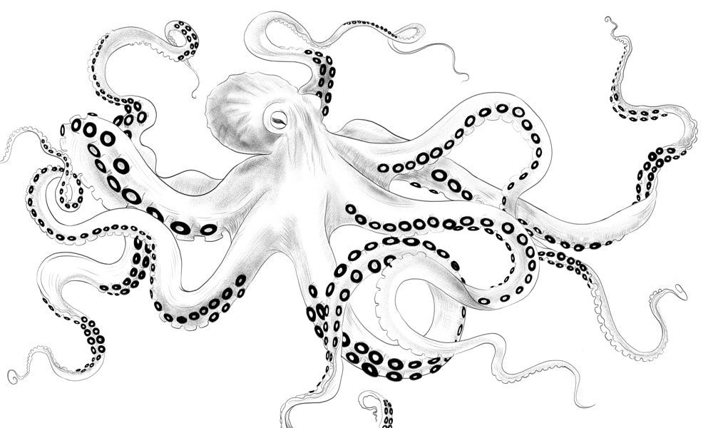 Nautical Black White Octopus Wallpaper