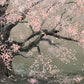 Blossoming Cherry Tree Mural Wallpaper