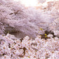 street field with pinky sakura blossoms wallpaper design