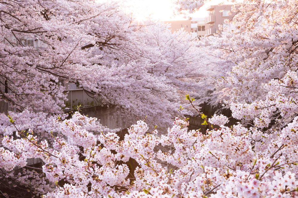 Blossoming Pink Cherry Trees Mural Wallpaper