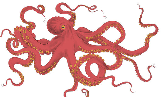 Vibrant Red Octopus Sea Life Wallpaper