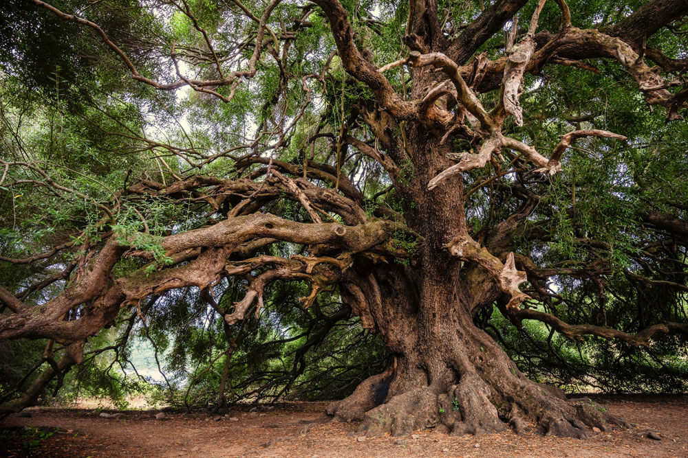 Ancient Forest Tree Mural Wallpaper