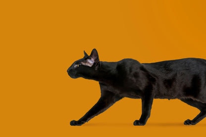 wall murals wallpaper of a black cat cautiously wandering over an orange backdrop