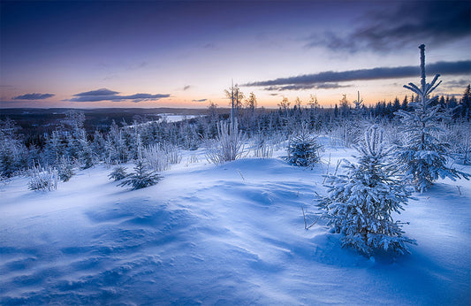 Serene Winter Snow at Dawn Wall Mural