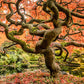 Japanese Autumn Garden Landscape Mural Wallpaper