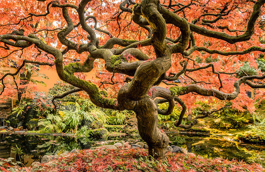 Japanese Autumn Garden Landscape Mural Wallpaper