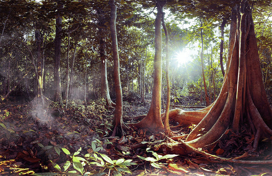 Sunlit Forest Panorama Mural Wallpaper