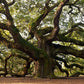 Papier Peint Panoramique Arbre Énorme Méandré