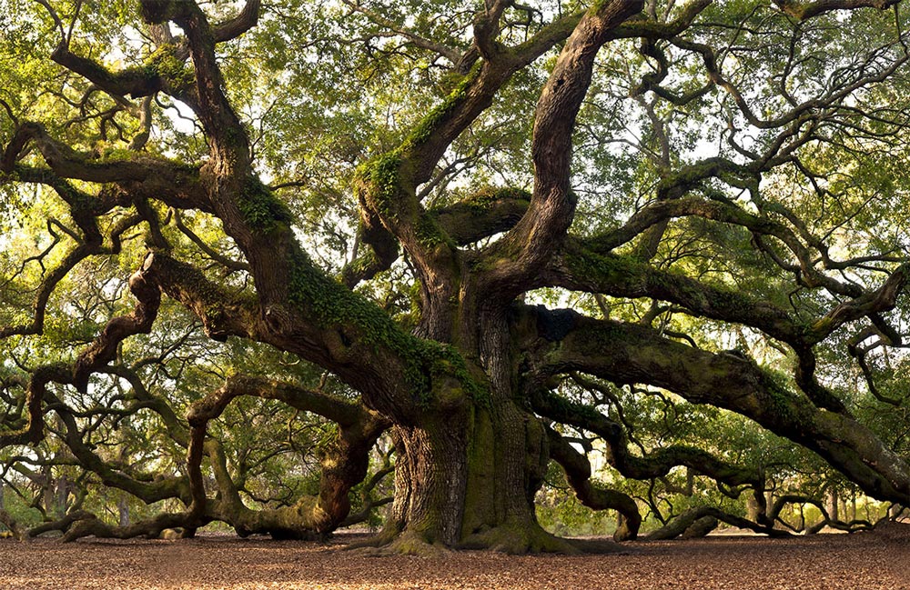 Majestic Forest Oak Tree Mural Wallpaper