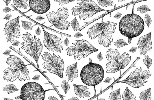 Botanical Sketch Black and White Mural Wallpaper