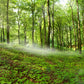 Papier Peint Panoramique Forêt Vibrante