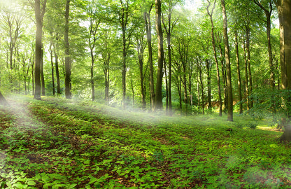 Misty Forest Dawn Scenery Mural Wallpaper
