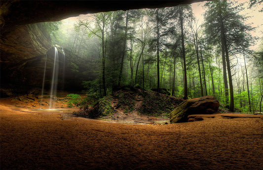 Papier Peint Panoramique Plantes dans un Gouffre