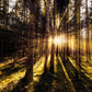 Papier Peint Panoramique Lumières dans les Bois Sombres