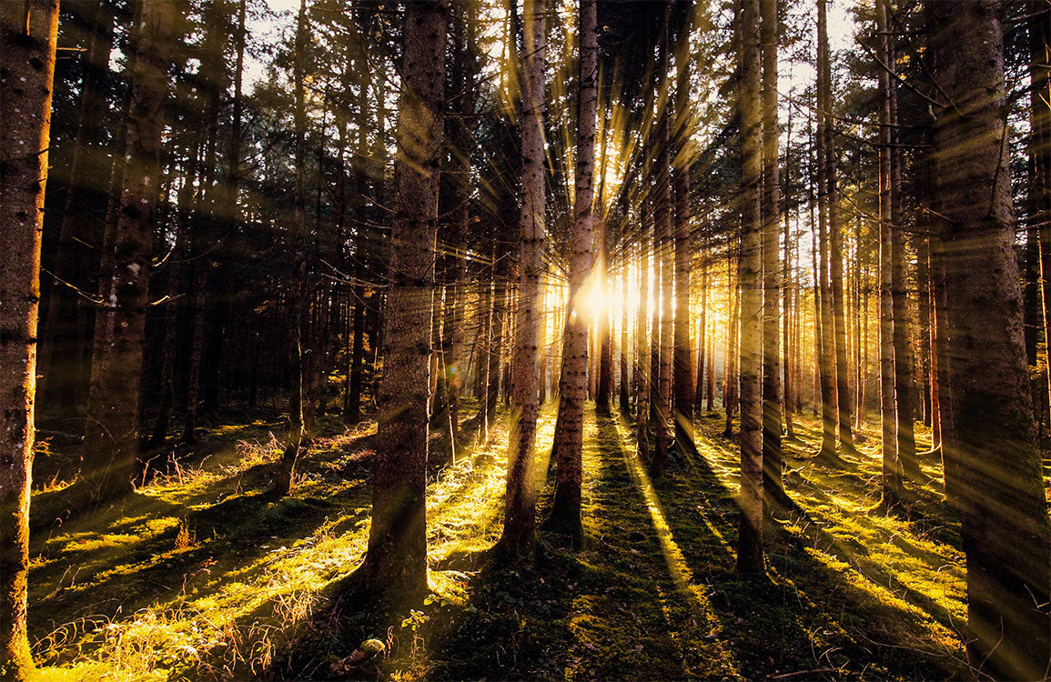 Papier Peint Panoramique Lumières dans les Bois Sombres