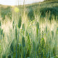 Soothing Green Wheatfield Mural Wallpaper