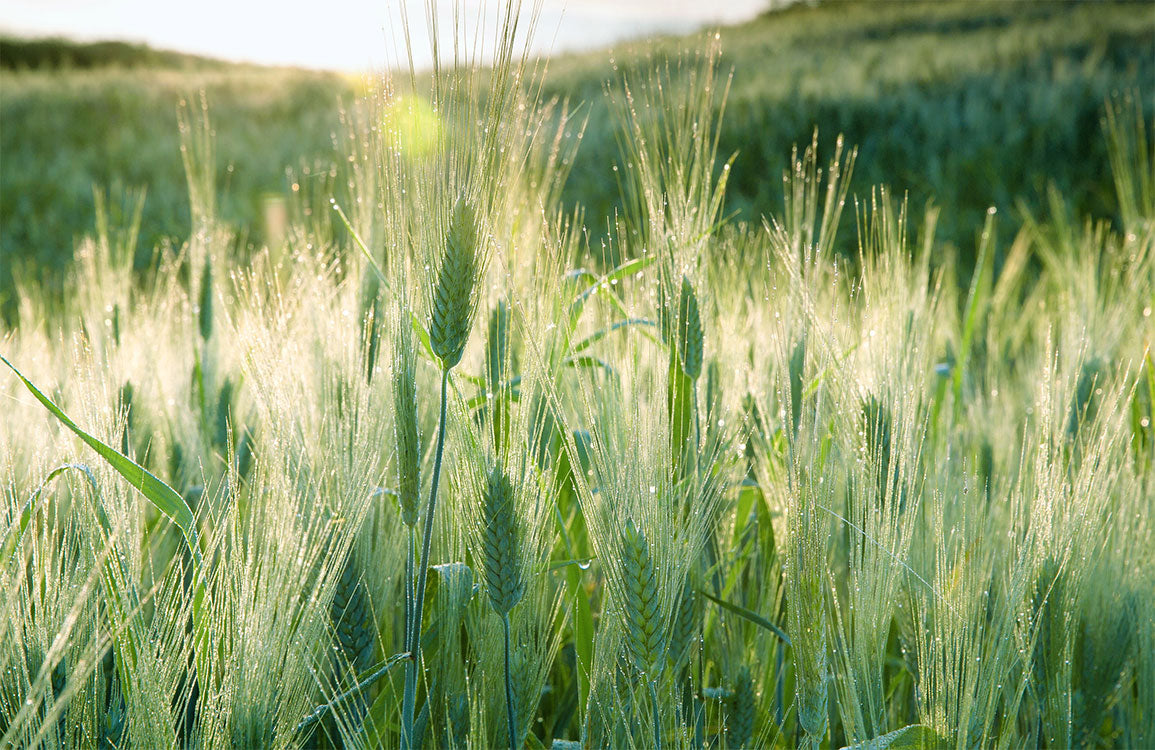 Soothing Green Wheatfield Mural Wallpaper