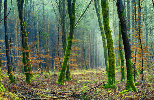 Papier Peint Panoramique Vieux Bois avec Mousses