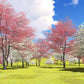 Spring Cherry Blossom Park Mural Wallpaper