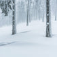 Papier Peint Panoramique Forêt de Neige