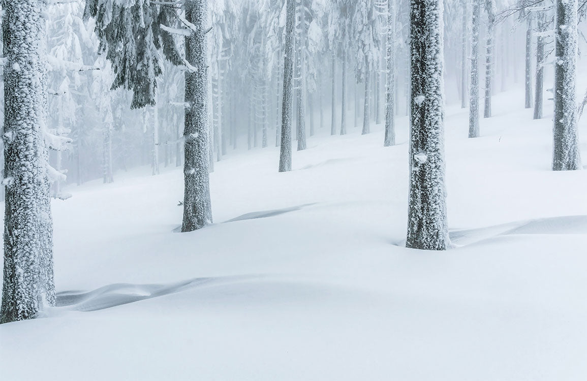 Papier Peint Panoramique Forêt de Neige