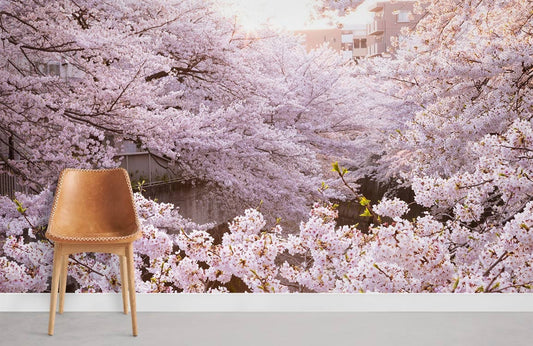 Blossoming Pink Cherry Trees Mural Wallpaper