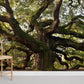 meandering centennial huge tree wallpaper for home