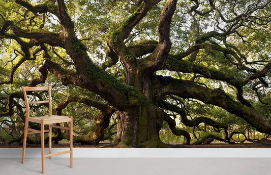 Papier Peint Panoramique Arbre Énorme Méandré