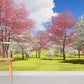 Spring Cherry Blossom Park Mural Wallpaper