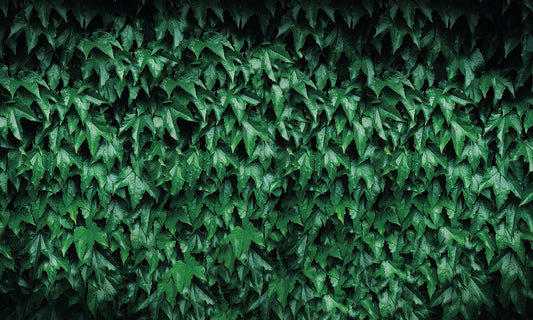 Green Maple Leaf Wallpaper Mural