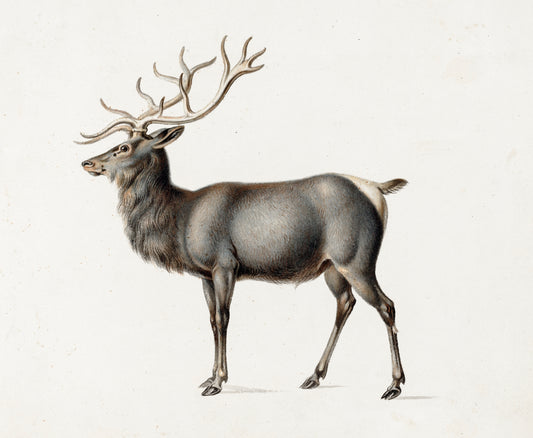 Vintage Illustrated Majestic Deer Mural Wallpaper