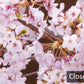 Blossoming Pink Cherry Trees Mural Wallpaper