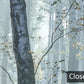 Misty Forest Scene Nature Wall Mural