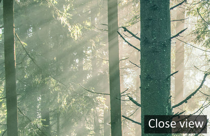 Misty Forest Dawn Scenery Mural Wallpaper