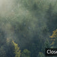 Misty Forest Scenery Wallpaper Mural