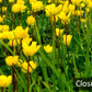 Papier Peint Panoramique Fleurs au Sommet d'une Montagne