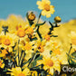 Papier Peint Panoramique Champ de Fleurs Sauvages au Sommet d'une Colline