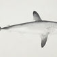 Monochrome Oceanic Shark Wall Mural