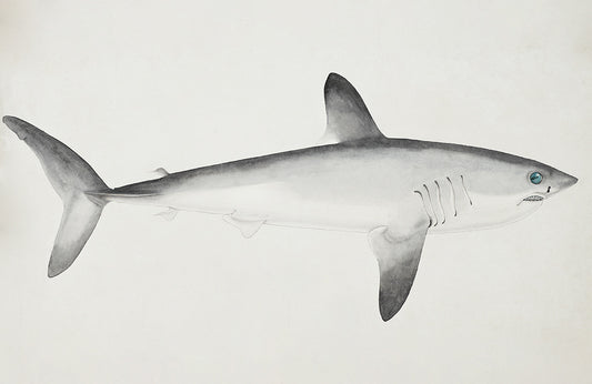 Monochrome Oceanic Shark Wall Mural