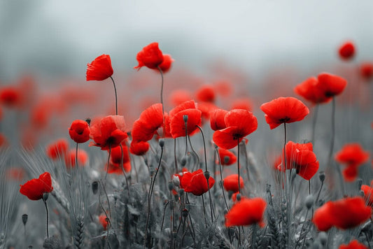 Scarlet Poppy Whisper Field Mural Wallpaper