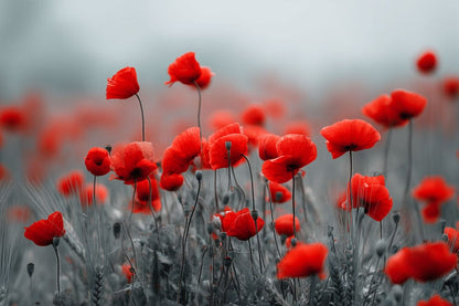 Scarlet Poppy Whisper Field Mural Wallpaper