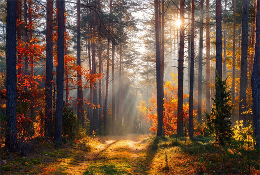 Misty Autumn Forest Wallpaper Mural - image 2