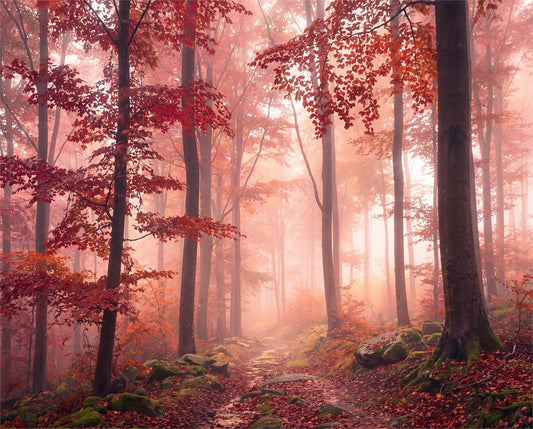 Orange Autumn Woodland Wallpaper Mural - image 2