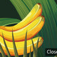 Tropical Banana Leaf Print Mural Wallpaper