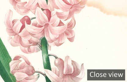 Antique Botanical Illustrations Collage Wallpaper Mural