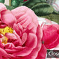 Vintage Floral Bouquet Designer Mural Wallpaper