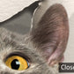 3D Playful Cat Mural Wallpaper