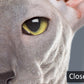 Elegant Grey Sphynx Cat Mural Wallpaper