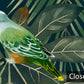 Tropical Botanical Birds Mural Wallpaper